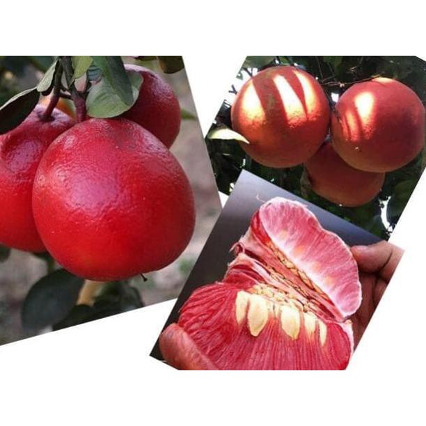 cbr Tanaman Buah jeruk Pamelo Merah