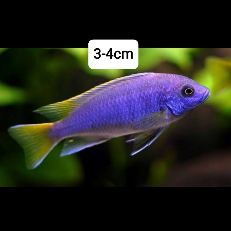 cichlid Yellow tail acei
