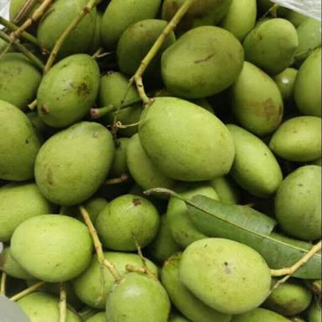 

Mangga muda