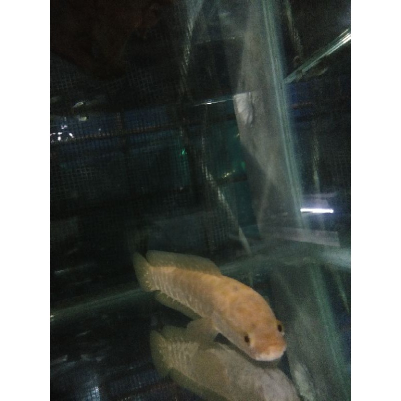 Ikan Channa Argus Albino