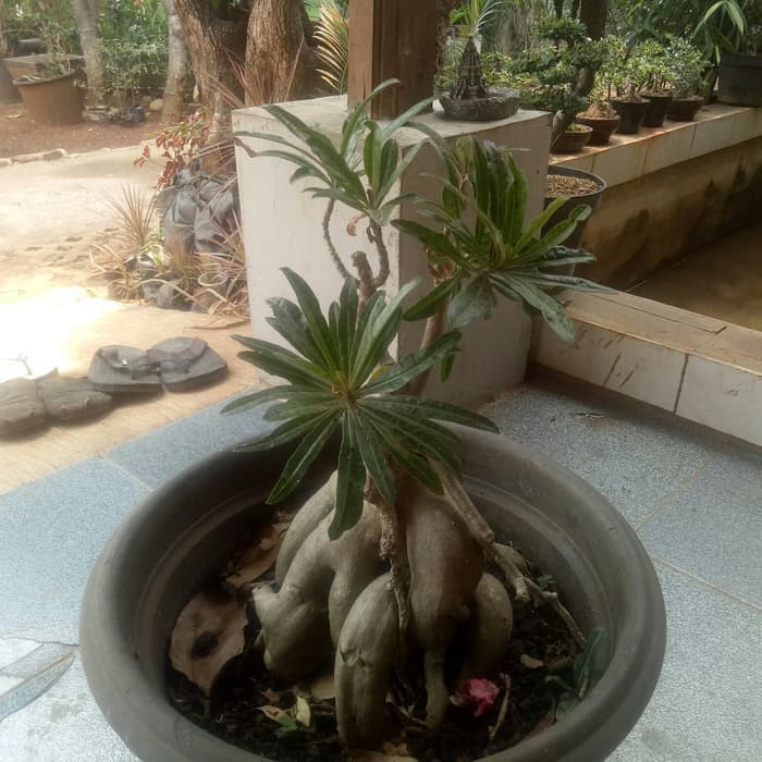 Tanaman Hias Kamboja Jepang / Adenium Bonggol Besar