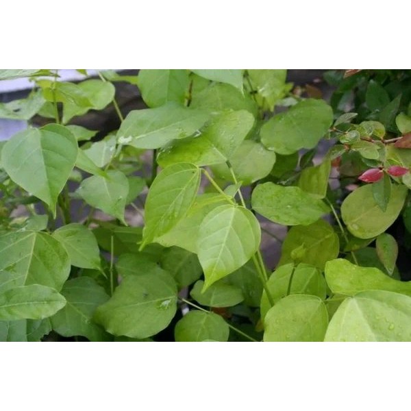 

Daun dadap serep 100gr