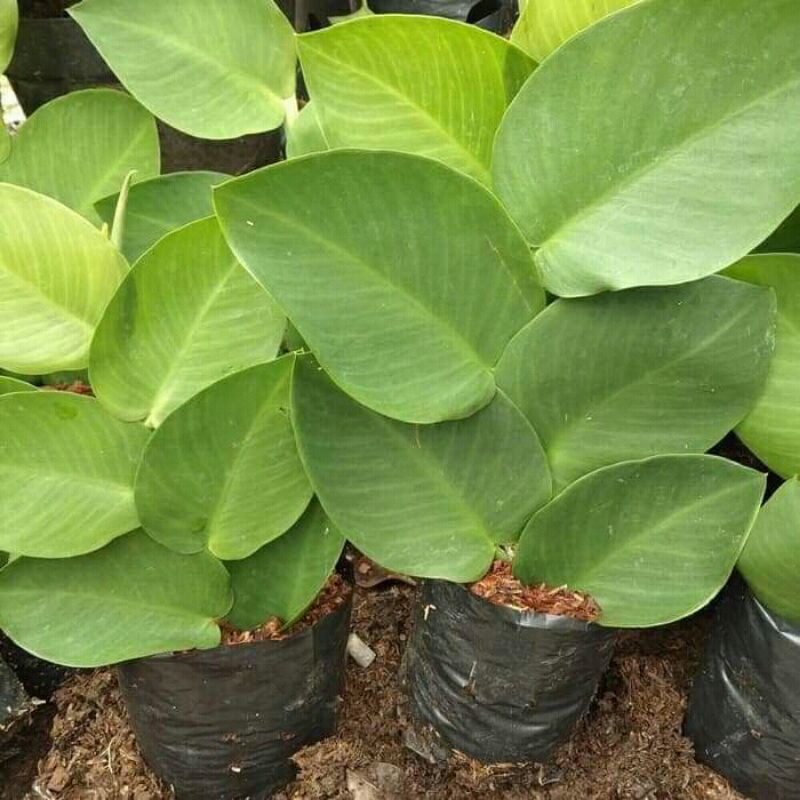 Tanaman hias Dollar rambat daun besar segar
