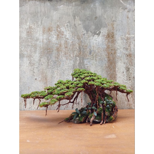 Bonsai Jumbo Hiasan Aquascape Aquarium