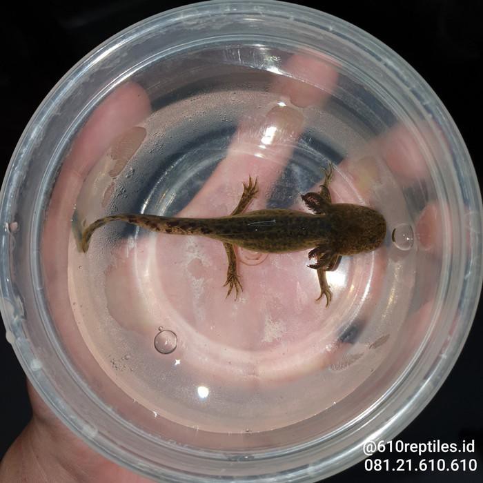 Harga Axolotl Ikan Terbaru Mei 21 Biggo Indonesia