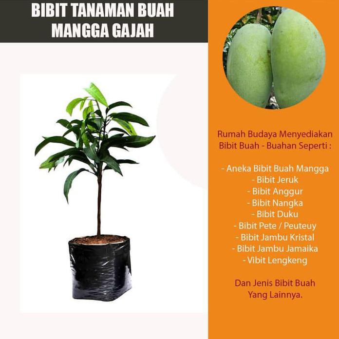 Bibit Tanaman Buah Mangga Gajah