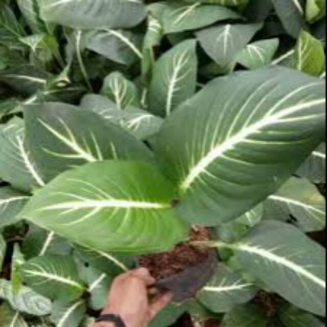 Aglonema sri rejeki neon,  pohon sri rejeki neon, difenbacia , belanceng