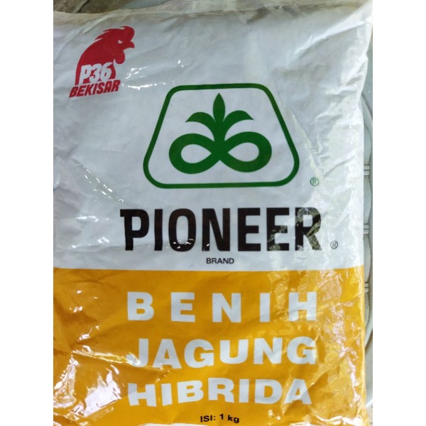 Benih Jagung Hibrida Pioneer P36 Bekisar 1Kg