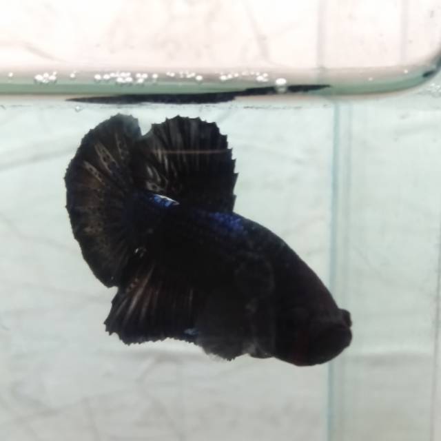 Cupang Plakat super black 1pair siap bread