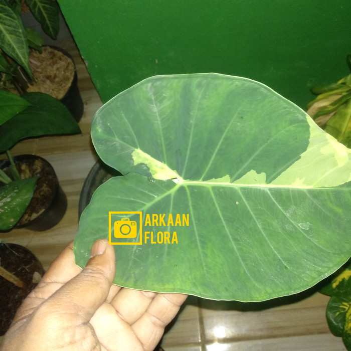 Tanaman Hias Lompong Varigata Kuning - Sente Varigata