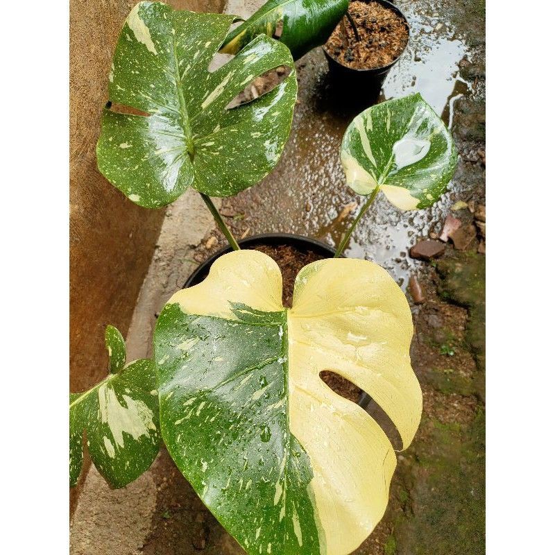 bibit Bonggol Monstera thai constelation - bibit bonggol monstera thai