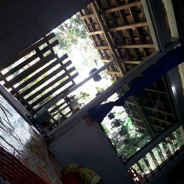 Tanaman Hias Aglonema Lipstik Siam Aurora