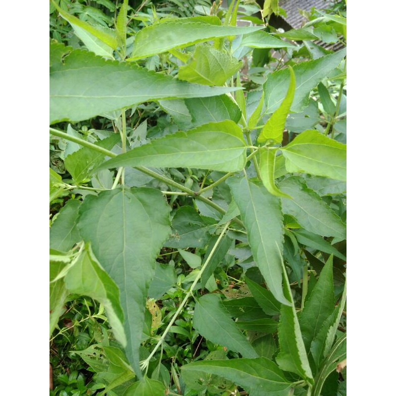 

DAUN BALAKACIDA KIRINYUH KOPASANDA ORGANIKObat herbal melawan memusnahkan kanker