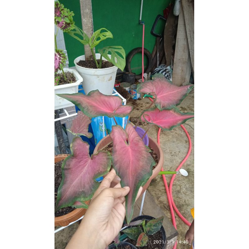 keladi api red madova dn keladi keris