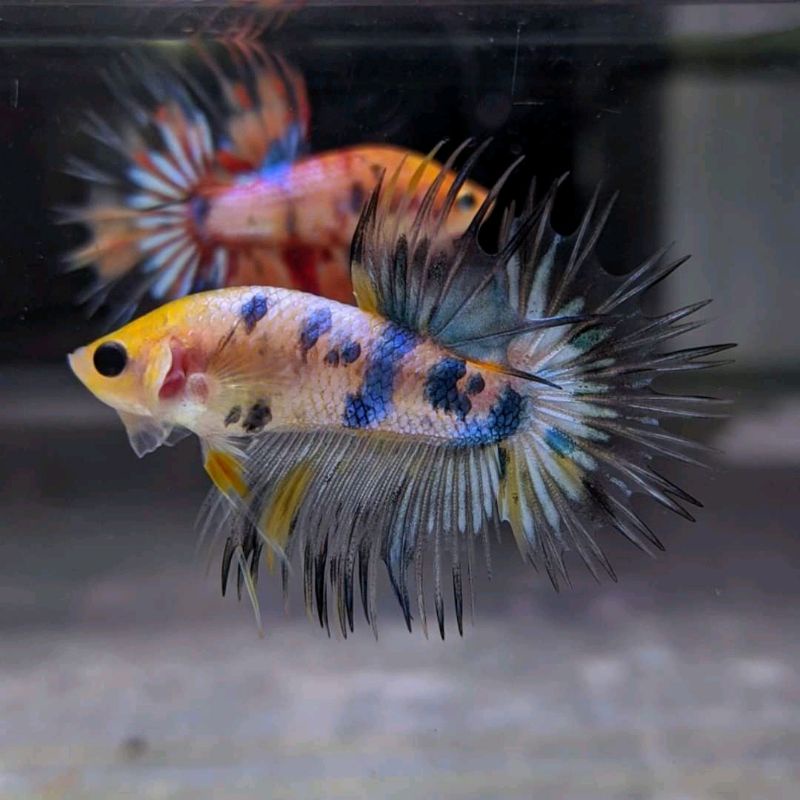 ikan cupang crowntail fancy multycolour / ct fancy multycolour / serit multycolour / ct nemo