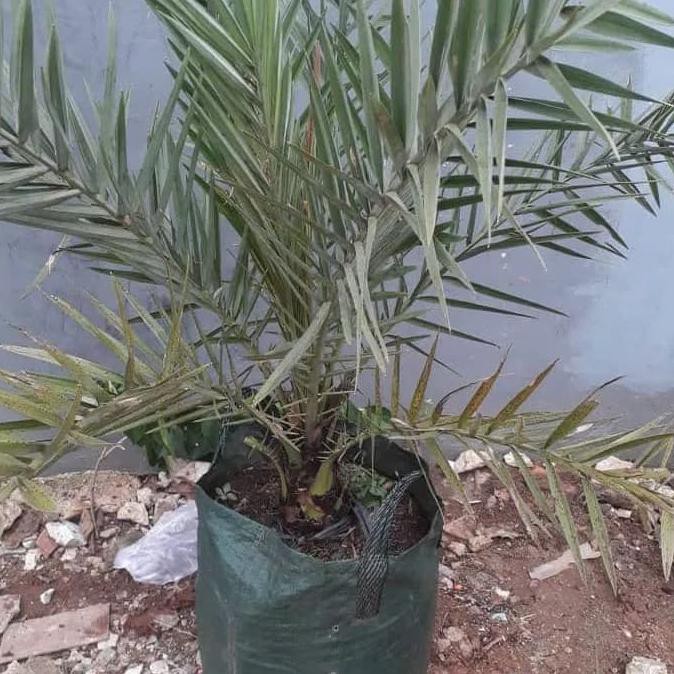 Pohon Kurma Ajwa Azwa Betina Dan Jantan Tinggi 1 Meter Daun