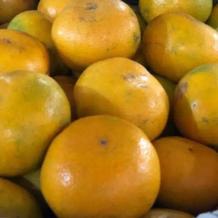 

TERLAKU> Jeruk Medan Manis Dan Fresh Asli 1KG 58