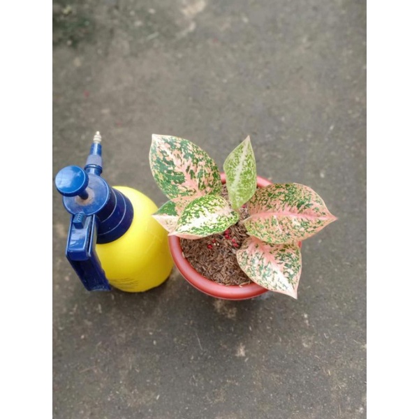 Aglonema Stardas orange anakan Termurah