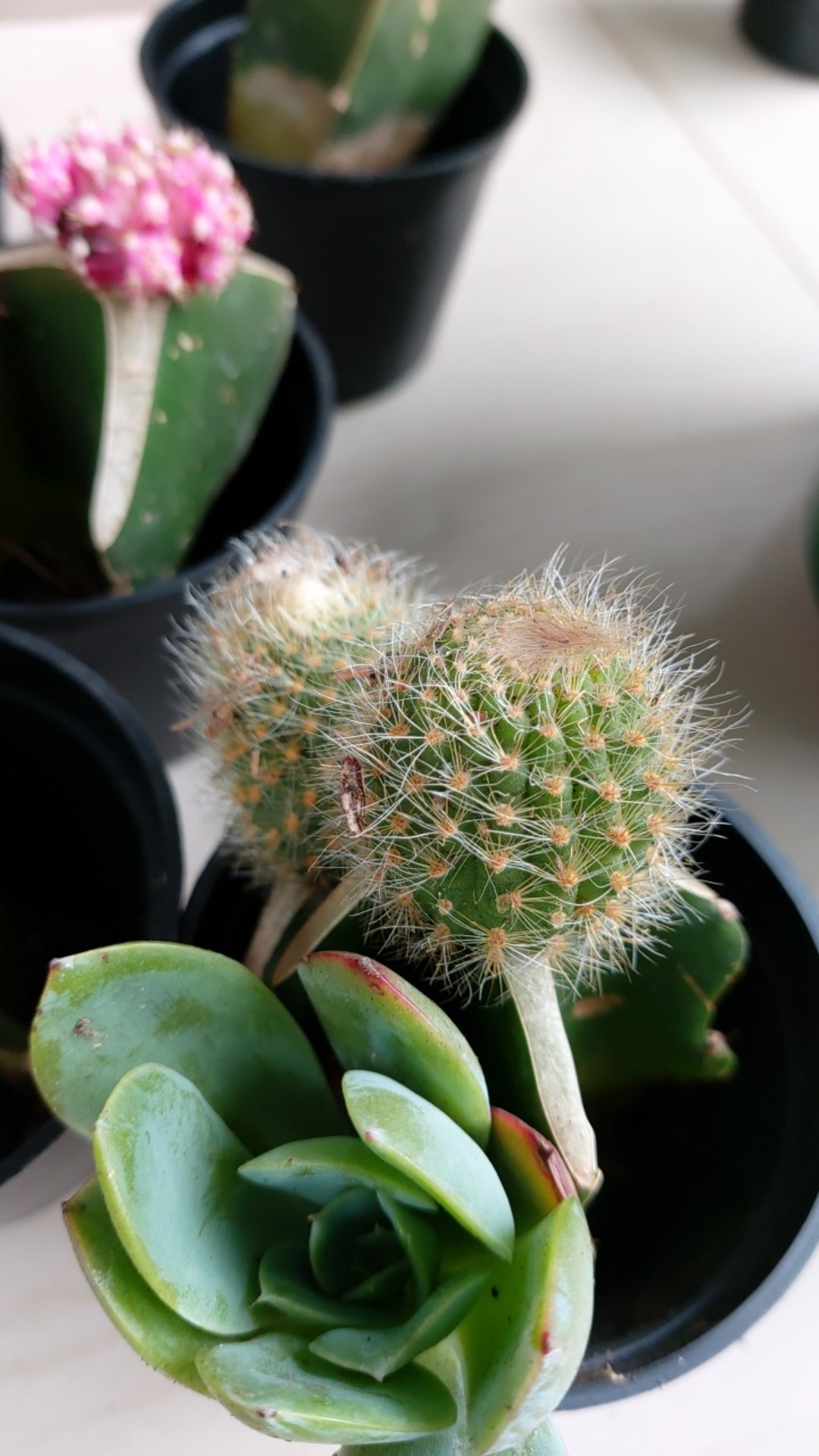 1pot Kaktus Gimno Trikaler