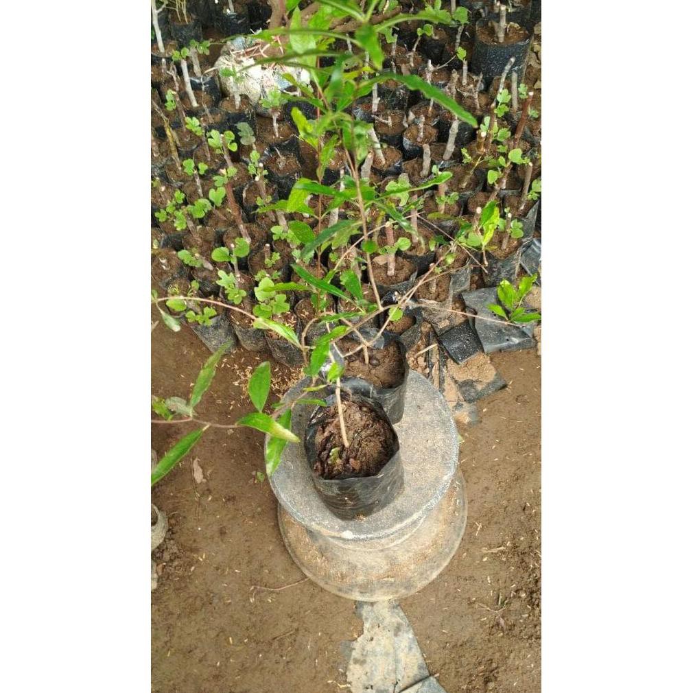 Time Bibit Tanaman Buah Delima Hitam Jon