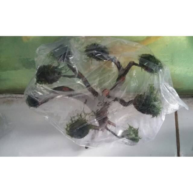 TANAMAN AQUASCAPE POHON BONSAI