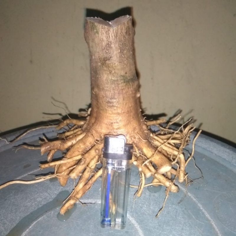 bahan bonsai anting Putri akar keliling