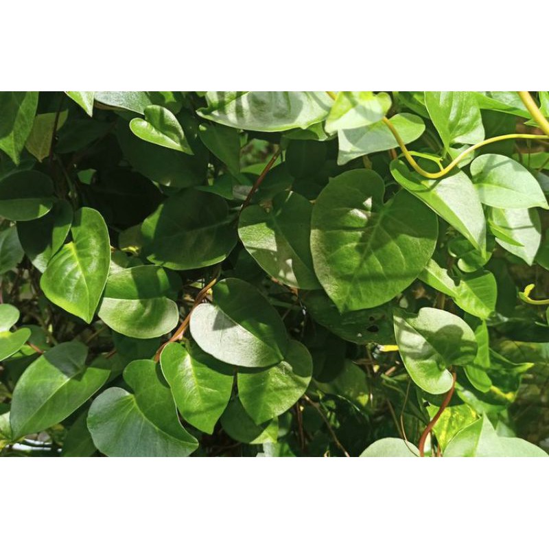

Daun Binahong
