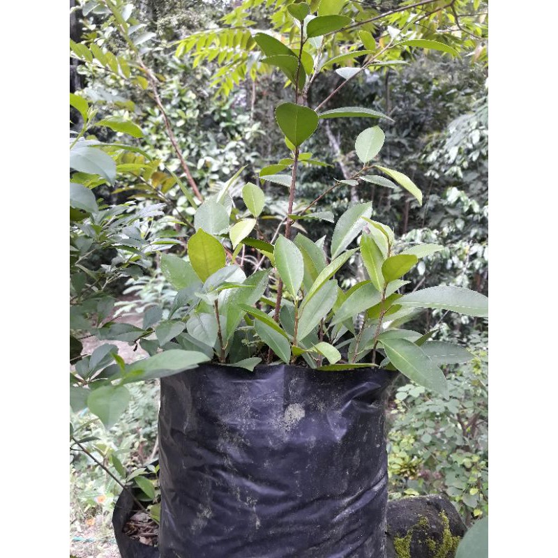 isi 3 Bibit Bonsai Beringin iprik Preh bibit iprik