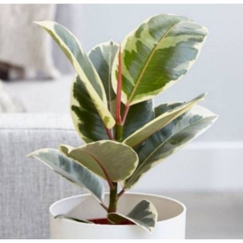 Tanaman hias karet kebo varigata-karet kebo varigata putih