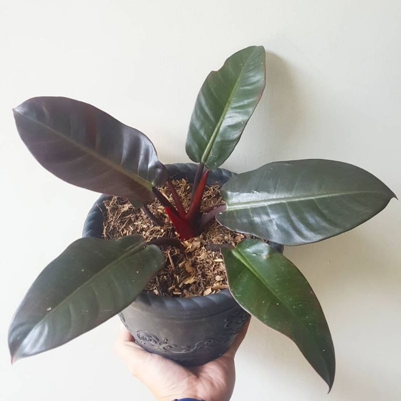 Tanaman Philo black cardinal - tanaman hias - tanaman black cardinal orjinal asli