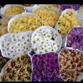 bunga Krisan satuan bunga potong bunga lepas bunga segar