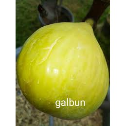 Bibit Tanaman Buah Tin Galbun Fc