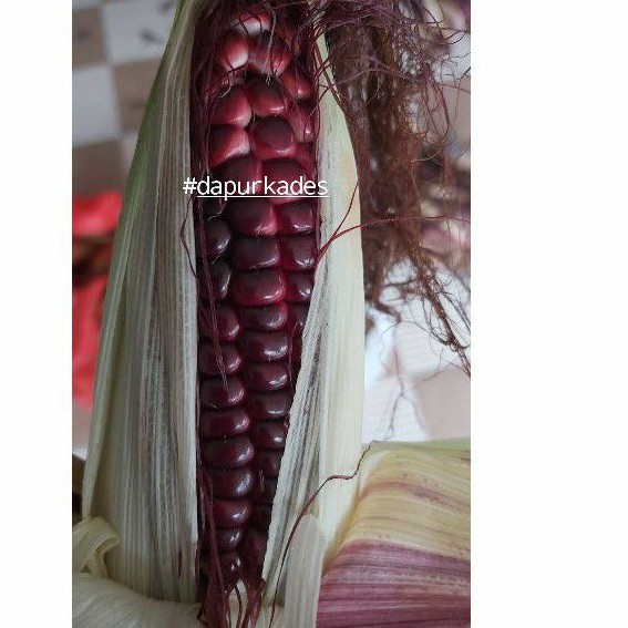 Jagung Ketan/Jagung Ketan Ungu/Jagung Pulut (1 kg)