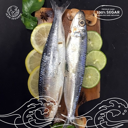 Ikan Sarden Segar Lokal