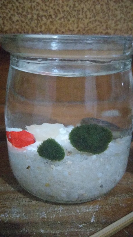 Marimo Moss Ball In Kotak 90 Ml <2 Alga Jepang