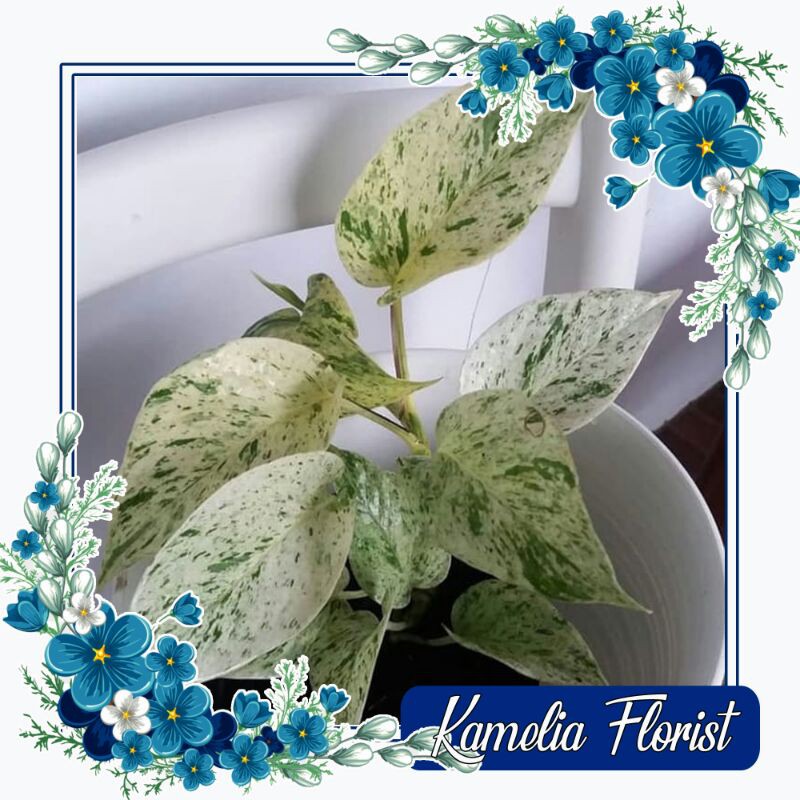 Tanaman Hias Daun Sirih Gading