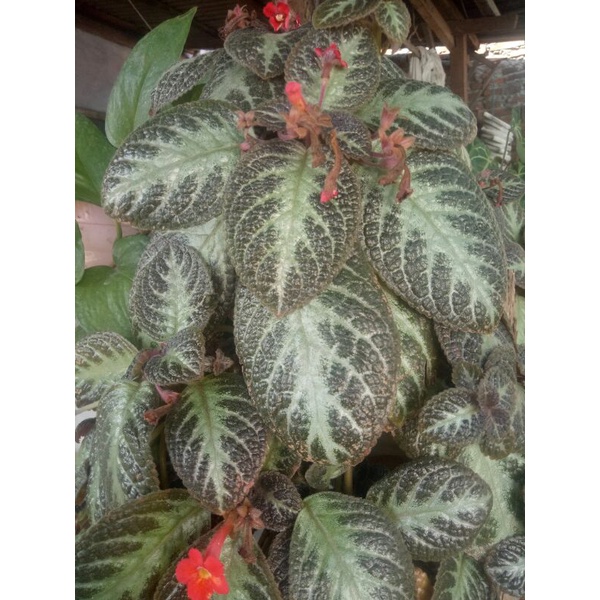 episcia tanaman gantung rimbun