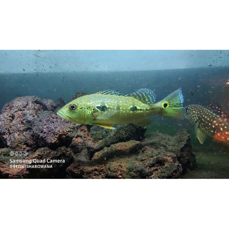 pbass peackok bass orinoco pure premium