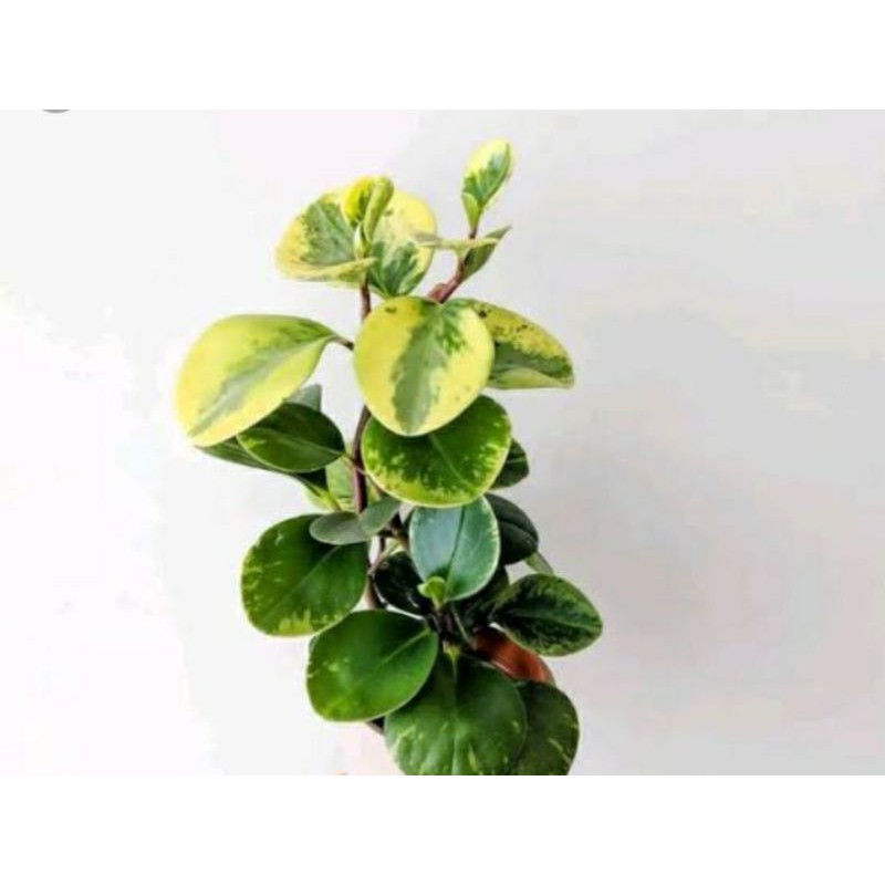 teplan varigata /peperomia varigata