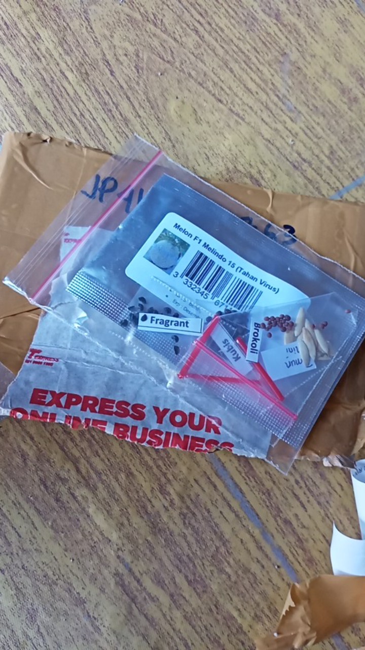 Benih Timun Mini / Baby Cucumber