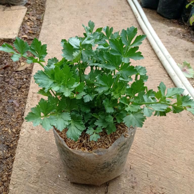 Tanaman Seledri | Pohon Seledri | Bumbu Dapur | Tanaman Herbal
