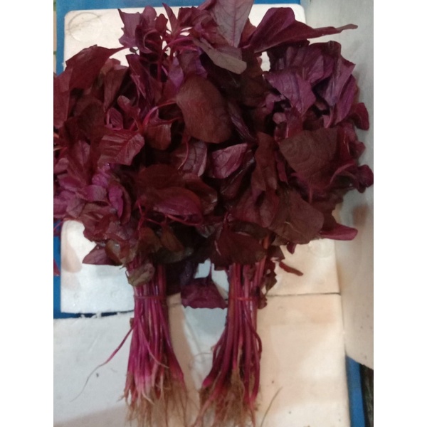 

bayam merah per iketRp.6000