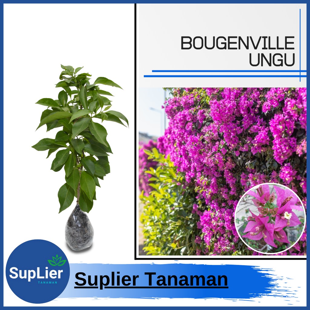Tanaman Bougenville Ungu