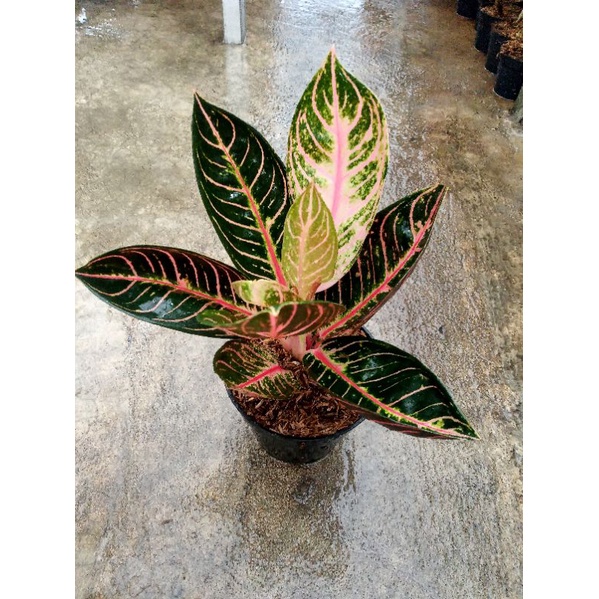 Aglonema Pride OF Sumatra ( POS )