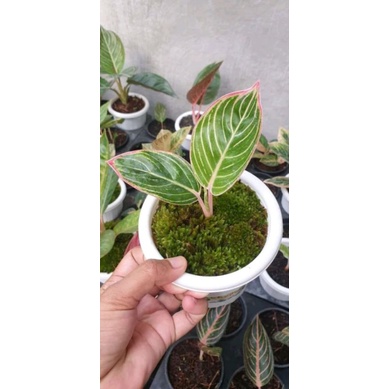 Aglonema minion anakan.