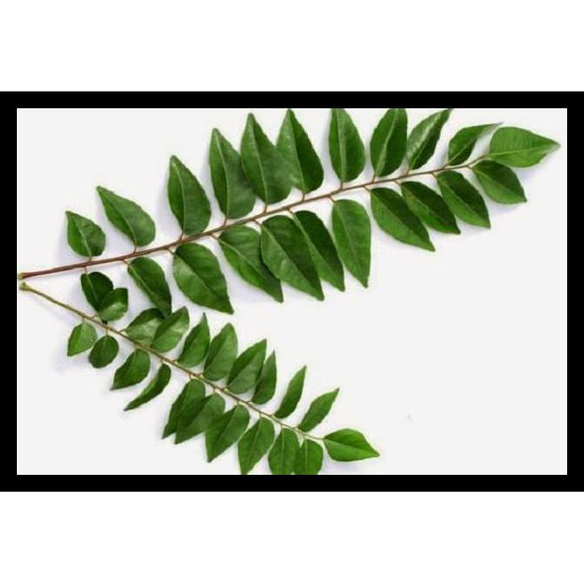 

PROMO Daun Kari ( per tangkai / ruas ) dijamin aman dari peptisida