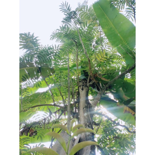 

DAUN SUNGKAI SEGAR ASLI LANGSUNG DARI POHON (250gram)