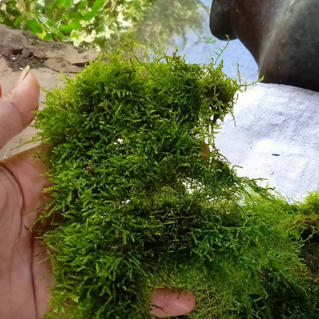 Java moss per nampan ukuran p30xl20xt4
