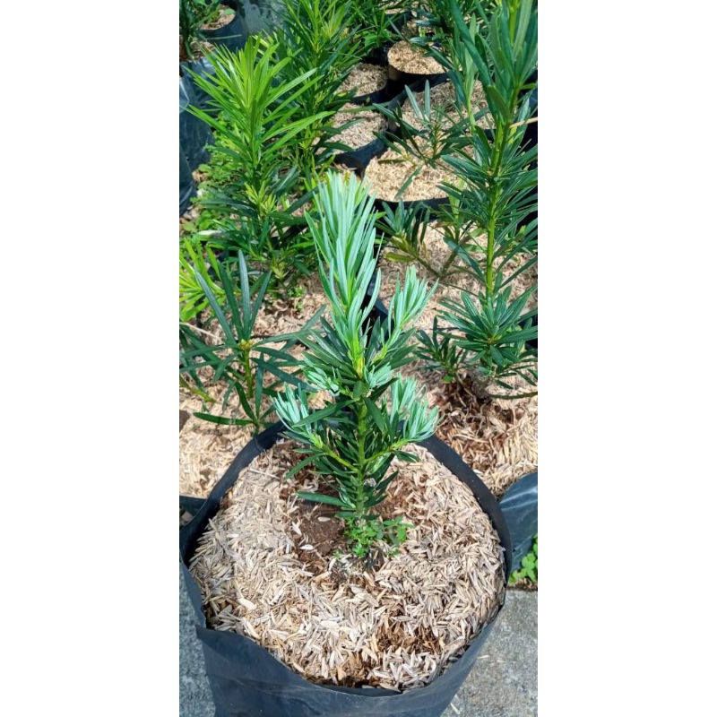 Lohansung Biru / Lohansung Daun Biru