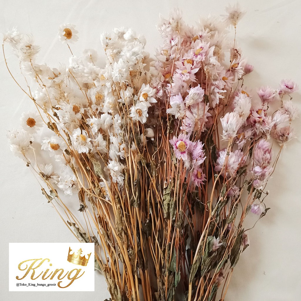 Preserved Daisy Rodanthe Dried Flower Bunga Kering Tanaman Asli Import Pink White Dekor Rumah Pesta